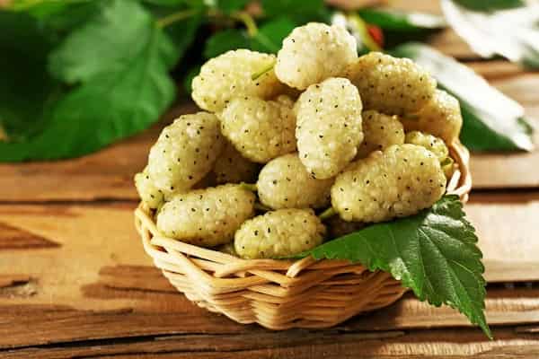 تصویر 5 از خرید و فروش توت خشک هراتی با شرایط فوق العاده
